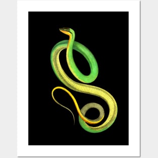 Dramabite Snake Green Yellow Realistic Cute Colorful Animal Ophiology Posters and Art